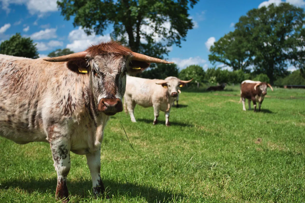 Tierfotografie auf dem Buchenhof: Rinder auf der Weide